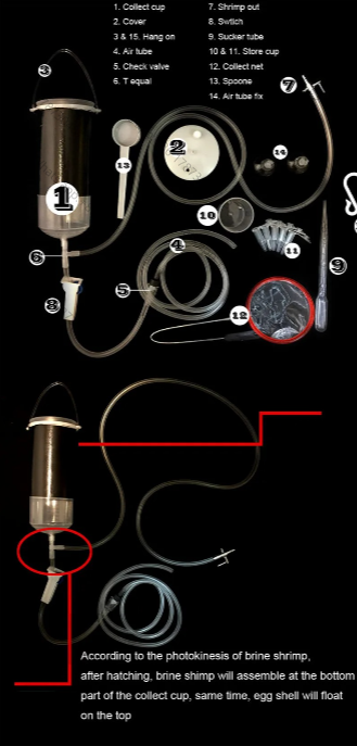Fairy shrimp egg artemia alive - Baby Food Egg ulasan dan harga